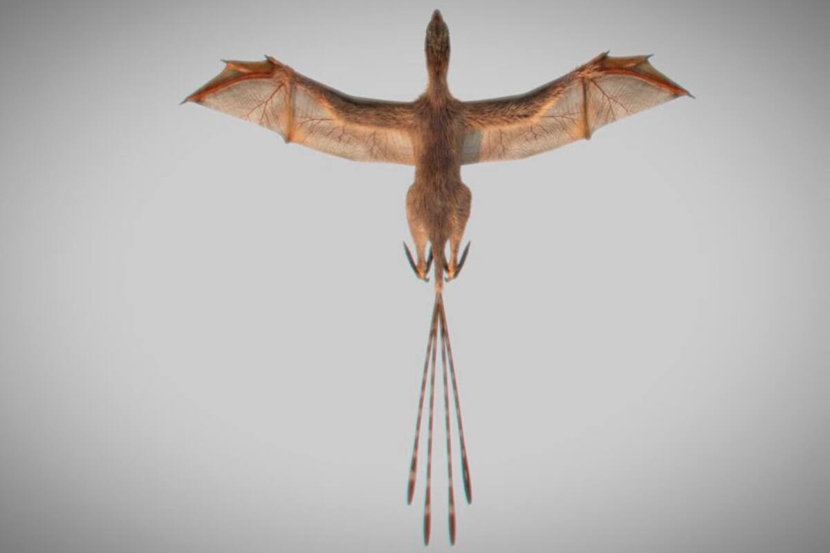 Encuentran fósil de dinosaurio con alas de murciélago