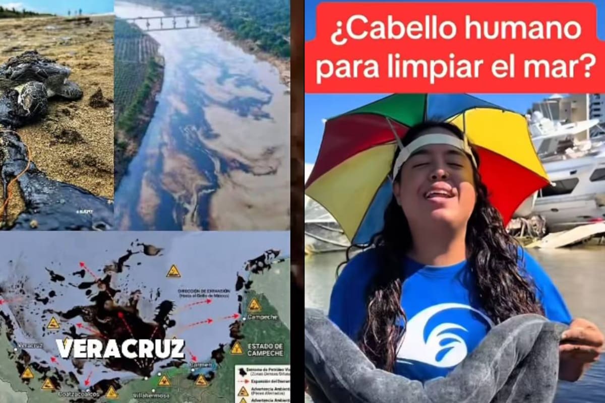 Piden apoyo para recolectar cabello y pelo para limpiar derrame de petróleo en Veracruz: Cómo funciona esta técnica y qué materiales se necesitan para ayudar a proteger el Golfo de México