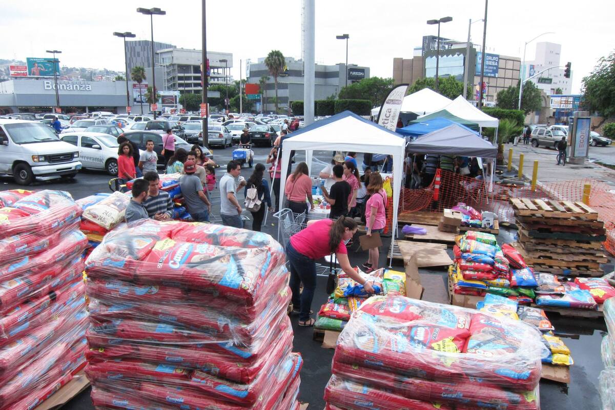 Realizarán croquetón para apoyar a albergues de perros y gatos rescatados de condición de calle
