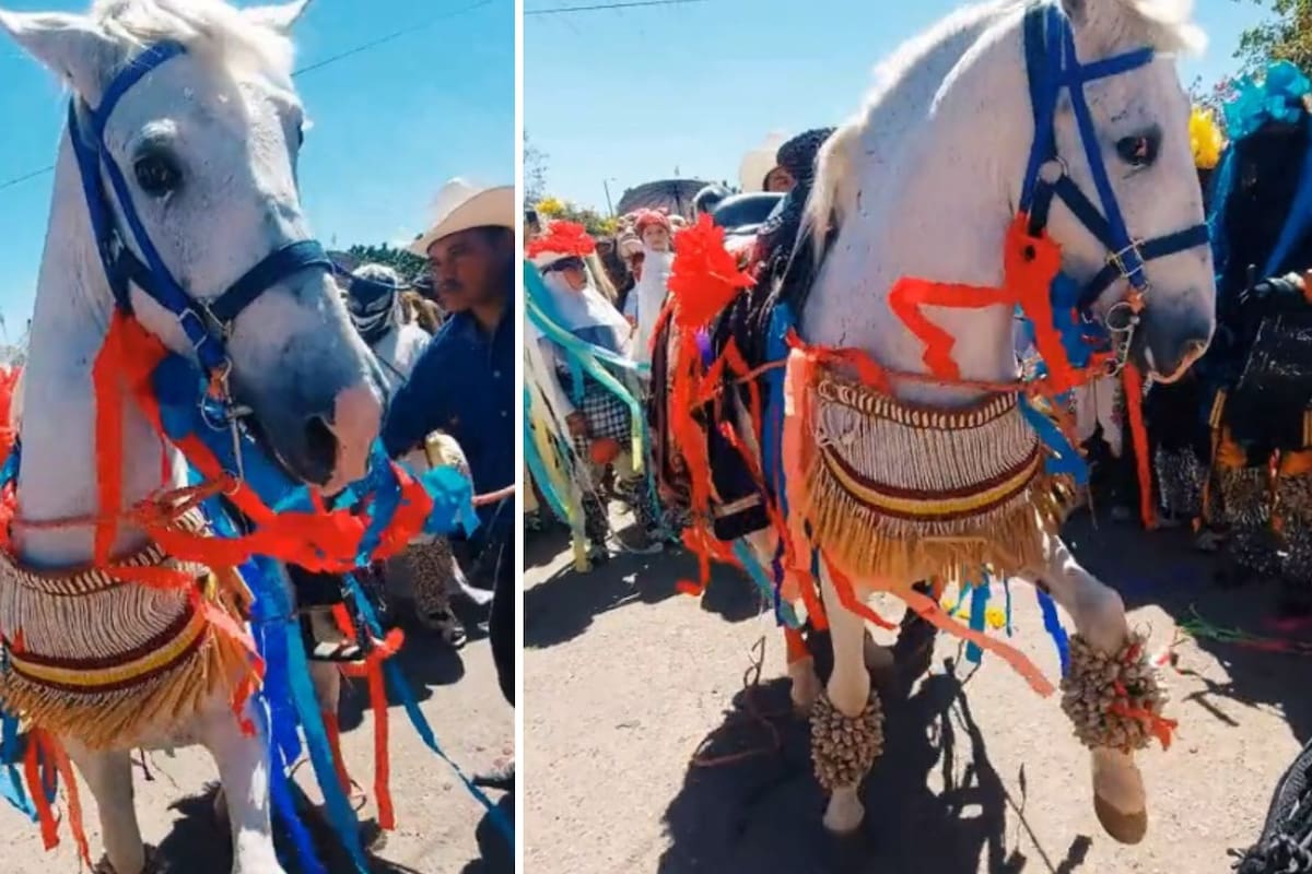 El caballo fariseo causa sensación en Huatabampo