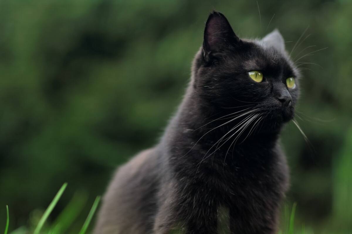 Gatito desaparecido hace 8 años se reencuentra con su familia