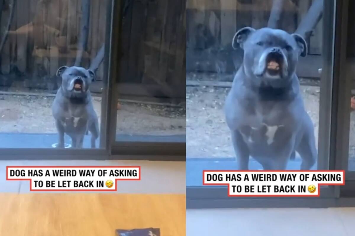 “Déjame entrar”: dueños se burlan de la sonrisa de su perro
