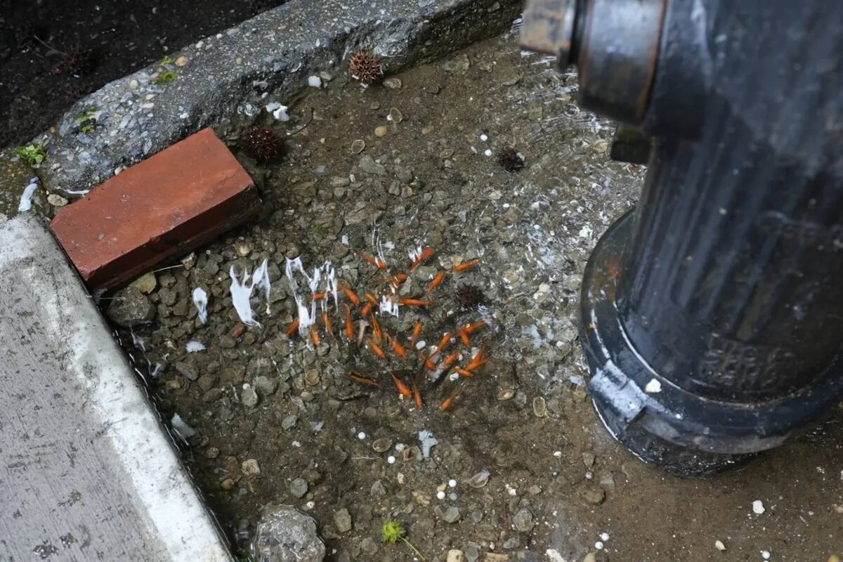 Una pareja construye un acuario improvisado en un charco