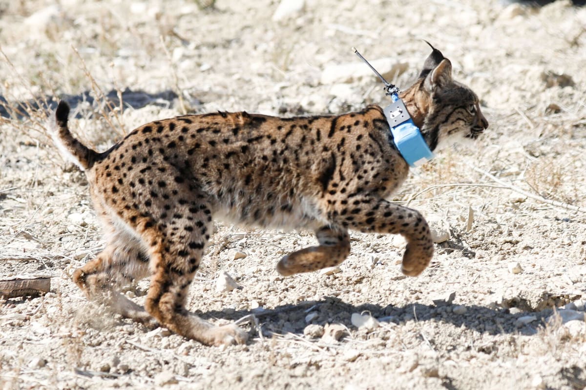 El lince ibérico pasa de “en peligro de extinción” a “vulnerable” tras 20 años de esfuerzos