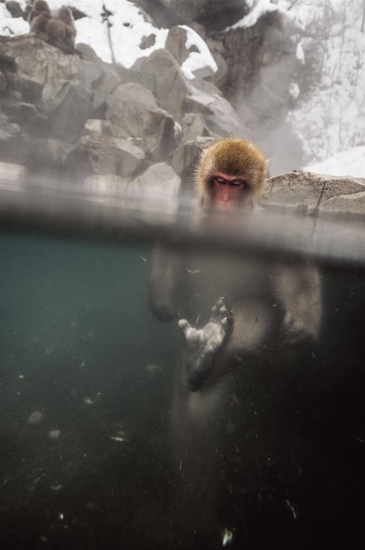 Imagen tomada de National Geographic