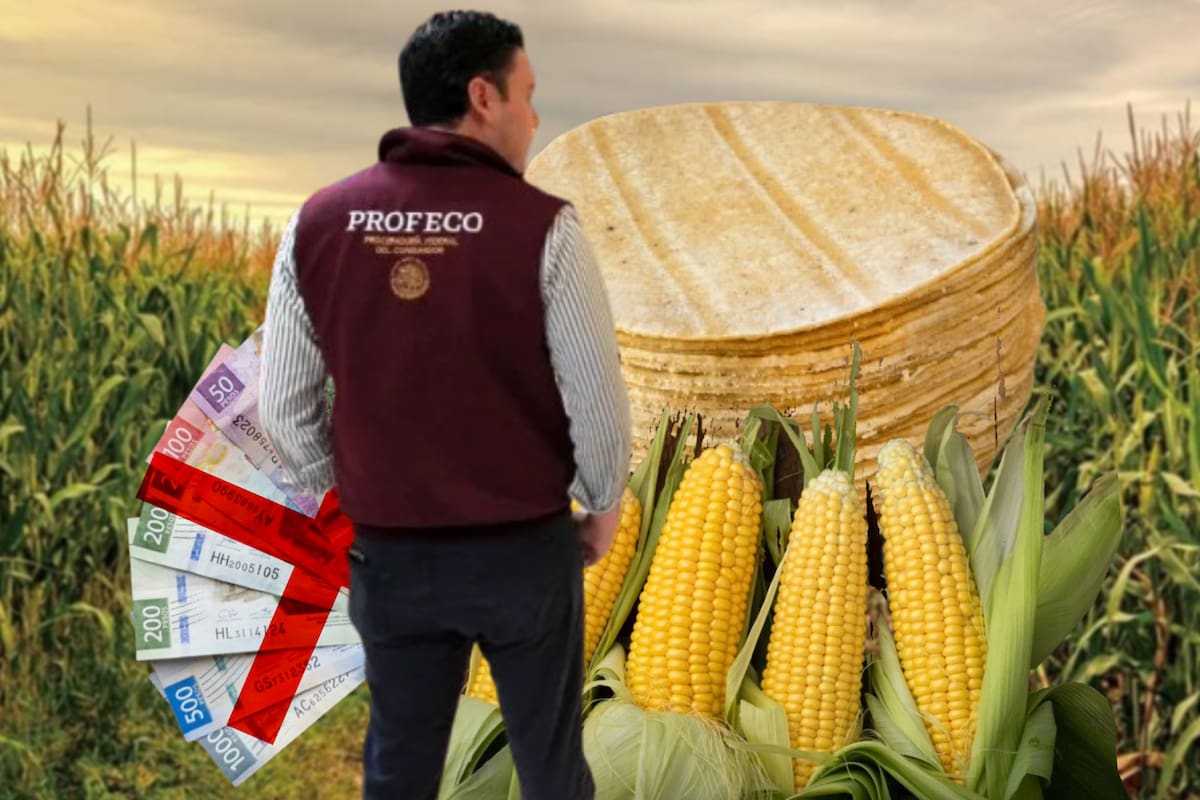 Profeco vigilará el precio de la tortilla ante rumores de aumento ya que Sader negó que el maíz haya subido