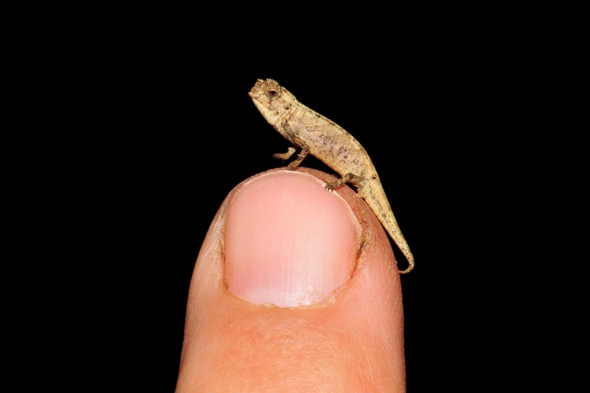 ¿Será este el reptil más pequeño del mundo?