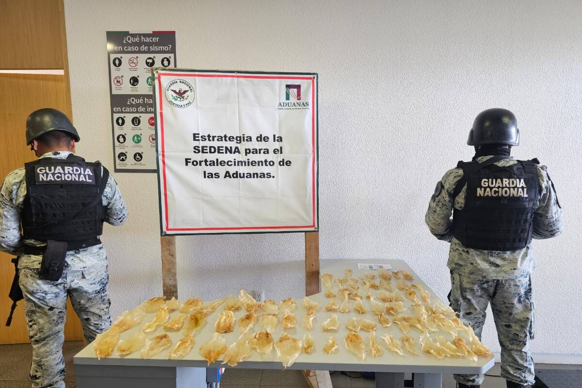 Guardia Nacional y ANAM aseguran 75 piezas deshidratadas de Totoaba en inspección de paquetería