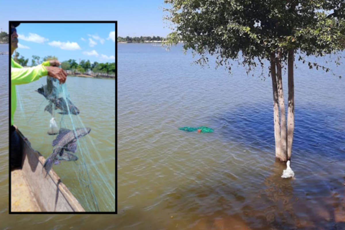 Retiran más de 300 peces diablo de la Laguna del Náinari en dos días