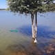 Retiran más de 300 peces diablo de la Laguna del Náinari en dos días