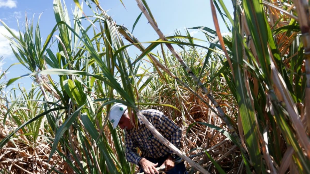 El debate gira en torno al uso de jarabe de maíz de alta fructuosa frente al azúcar producida en México. /Reuters