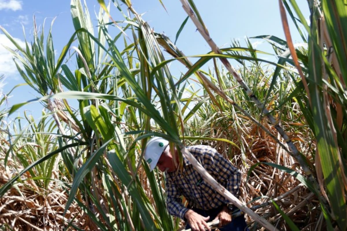 México llegará al Día Nacional del Maíz con una menor producción y mayor dependencia de importaciones: en 2026 se prevé que el país produzca 23.5 millones de toneladas, apenas 49% del consumo nacional, mientras 51% tendrá que cubrirse con compras al extranjero