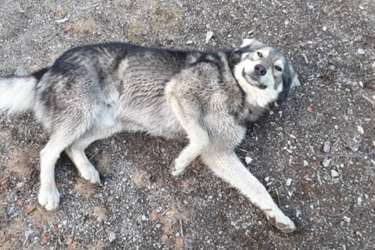 Excursionistas rescatan a perro que se encontraba perdido en las montañas del Ártico ruso