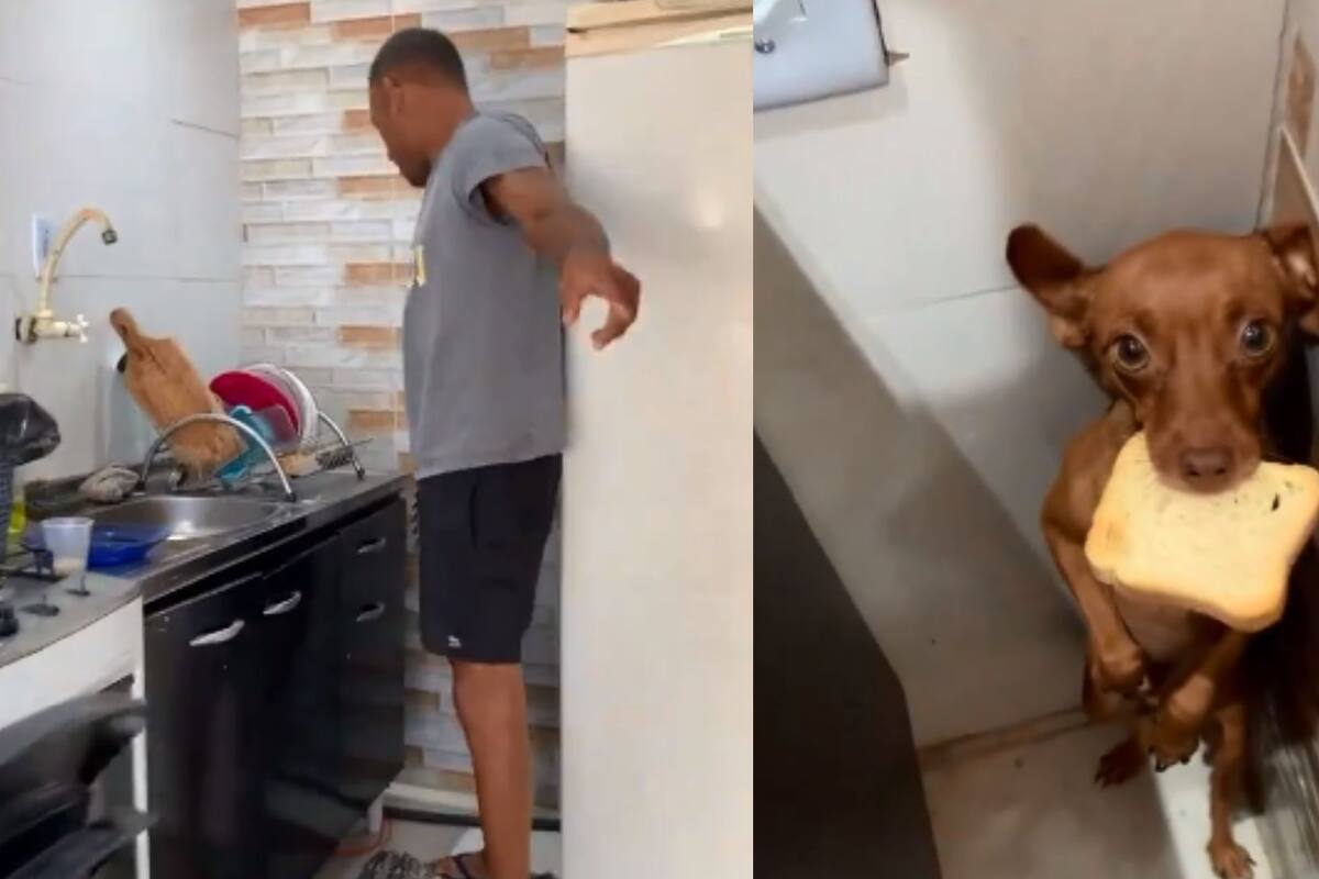 VIDEO: Perrito es sorprendido robando un pedazo de pan y su reacción se hace viral