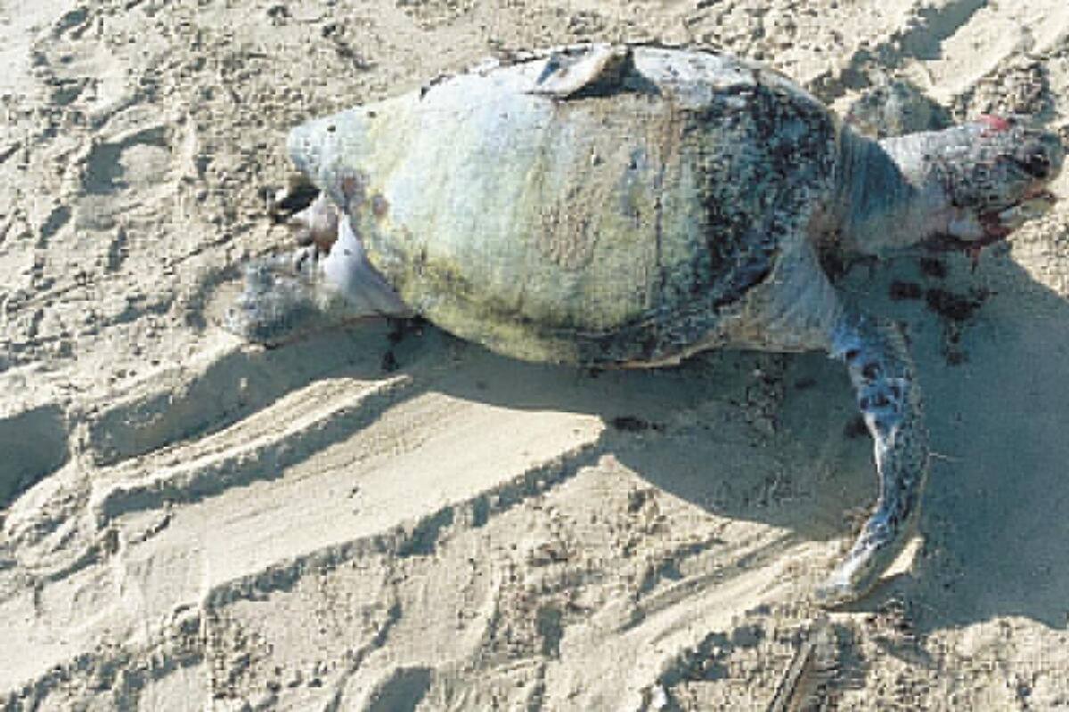 Tortugas marinas mueren por heridas de redes de pesca