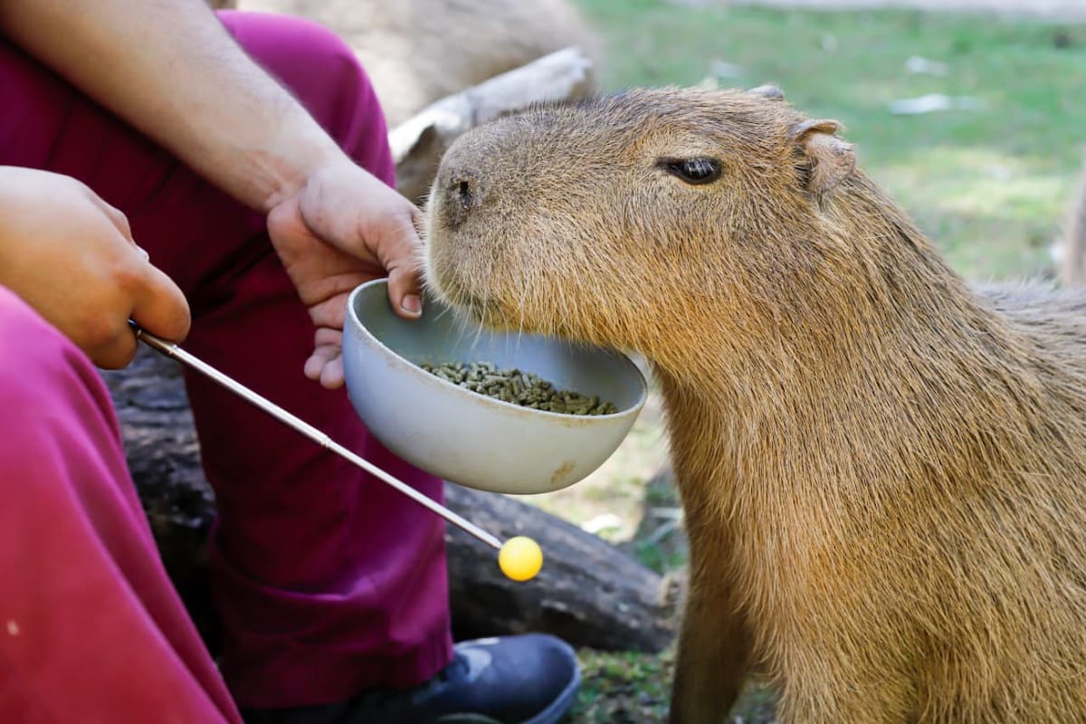 Capibaras conquistan el zoológico de Mexicali