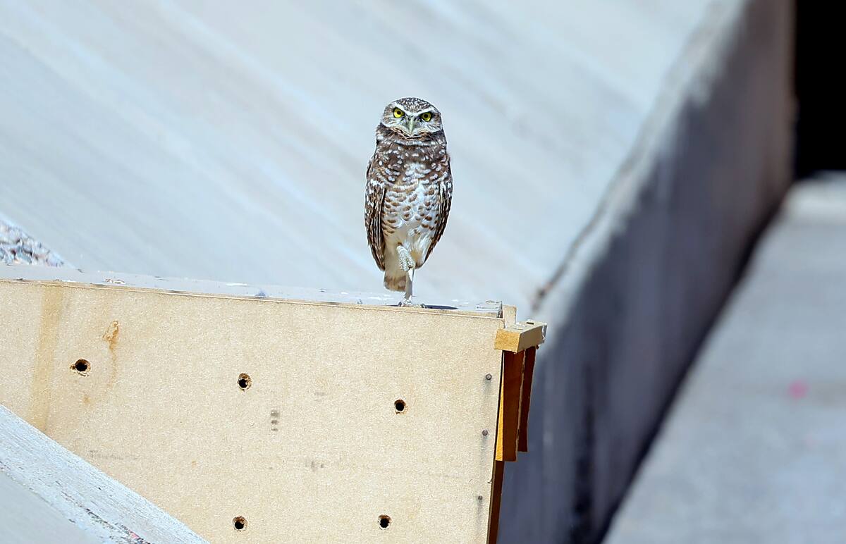 Los huéspedes aprovechan la presencia de estas aves para tomarles
fotografías.