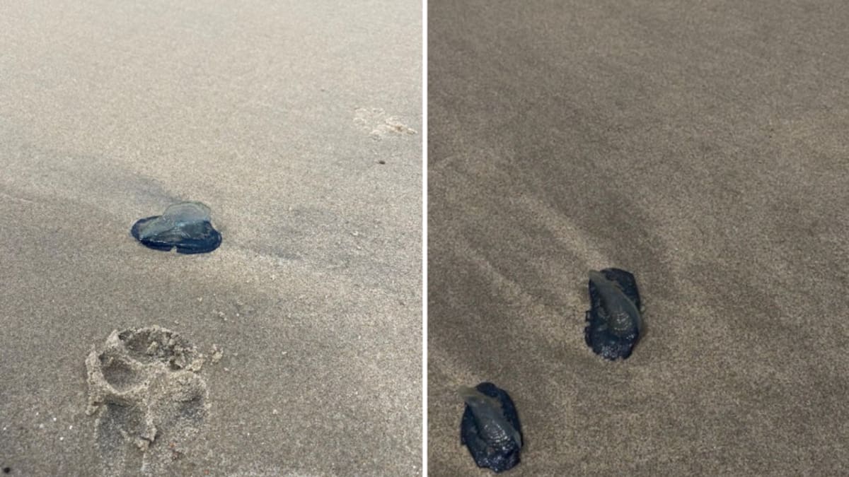 Varan medusas velero en playas de Rosarito; fenómeno apenas podría iniciar