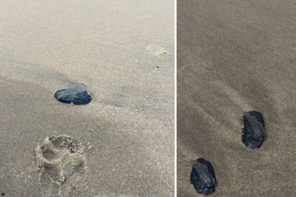 Varan medusas velero en playas de Rosarito; fenómeno apenas podría iniciar