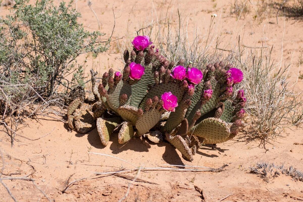 El desierto más seco del mundo: Atacama