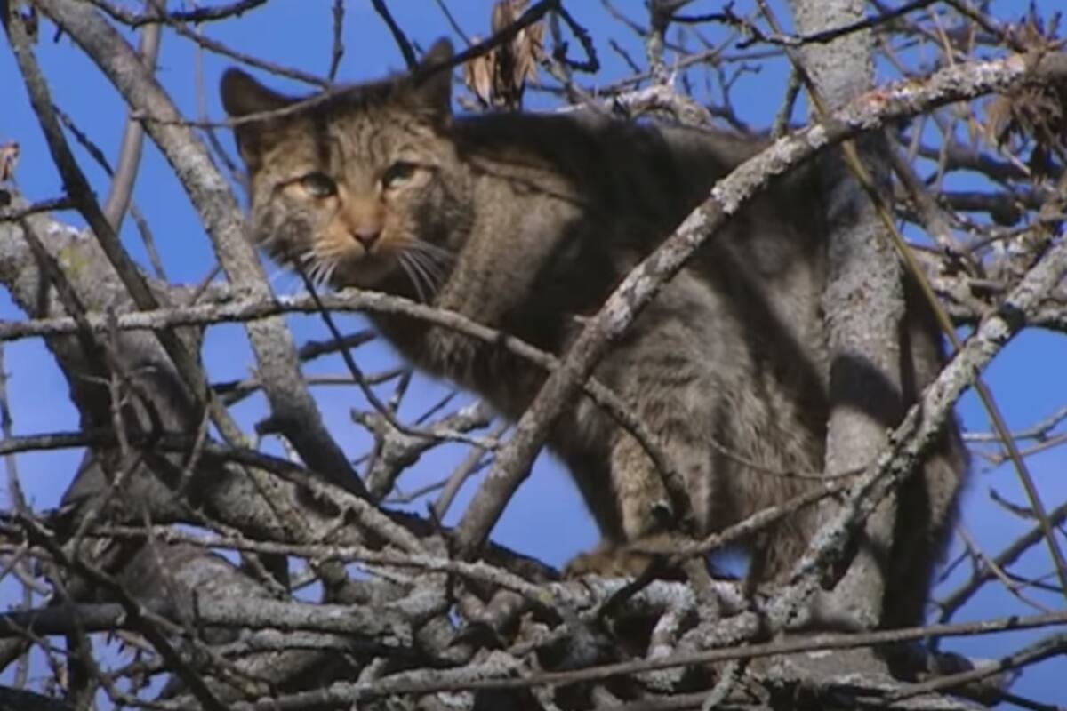 Rescatan a gato montés que ingresó a una casa en San Pedro, El Saucito