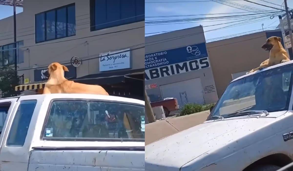 Un perro sobre el techo de un carro capta la atención y se vuelve viral.