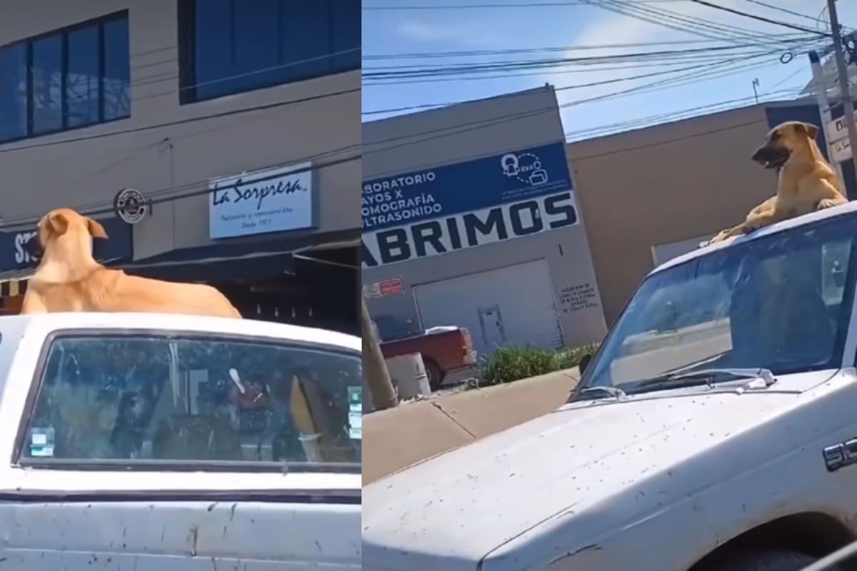 Un perro sobre el techo de un carro capta la atención y se vuelve viral