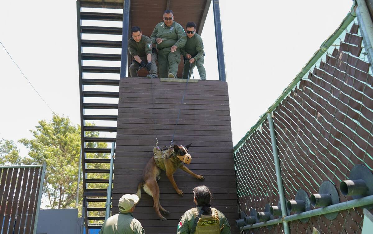 Policías y agentes caninos se preparan para mejorar su respuesta operativa. Foto: Cortesía