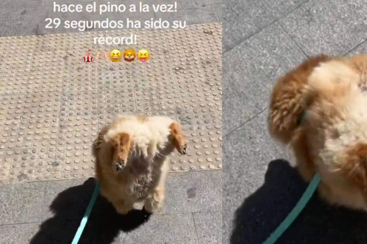 TikTok: Perro acróbata se vuelve viral por caminar en sus dos patas delanteras