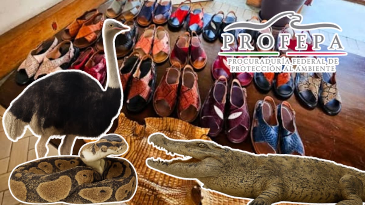 Clausuran tienda en Oaxaca por vender huaraches hechos con piel de animales protegidos