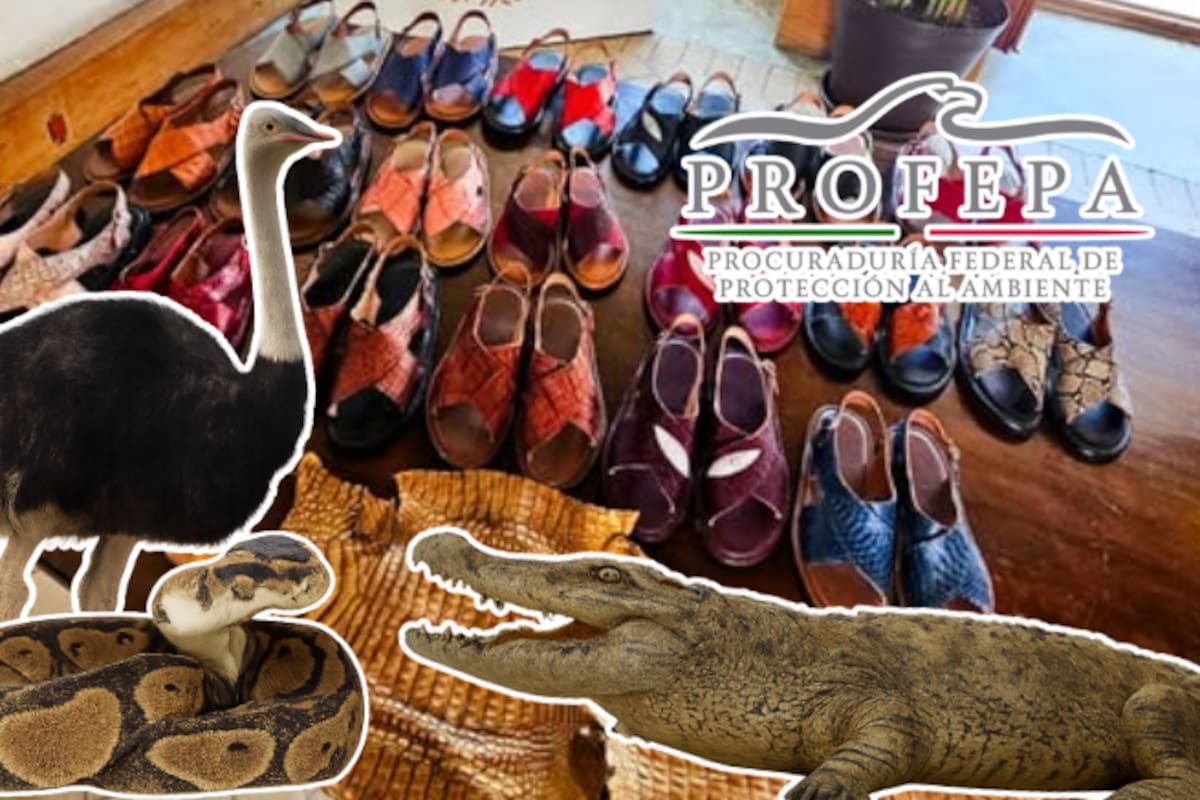 Clausuran tienda en Oaxaca por vender huaraches hechos con piel de animales protegidos