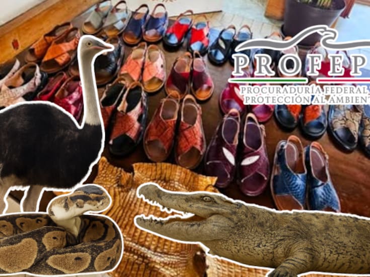 Clausuran tienda en Oaxaca por vender huaraches hechos con piel de animales protegidos