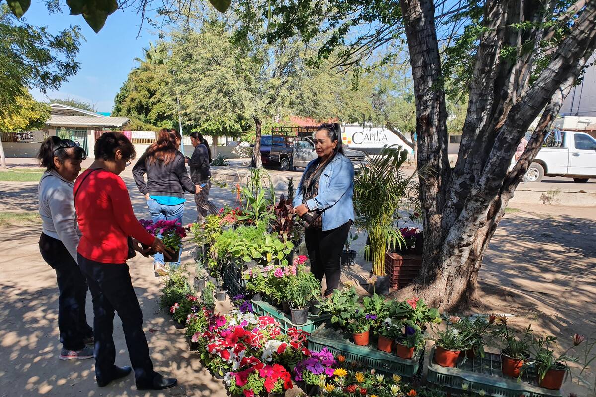 Realizan la primera Feria de las Plantas