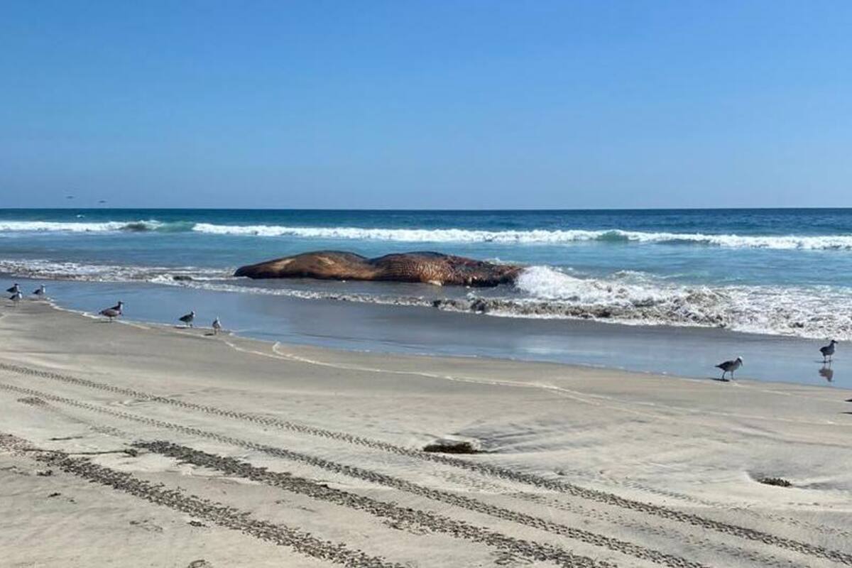 Encalla ballena en playa de Rosarito