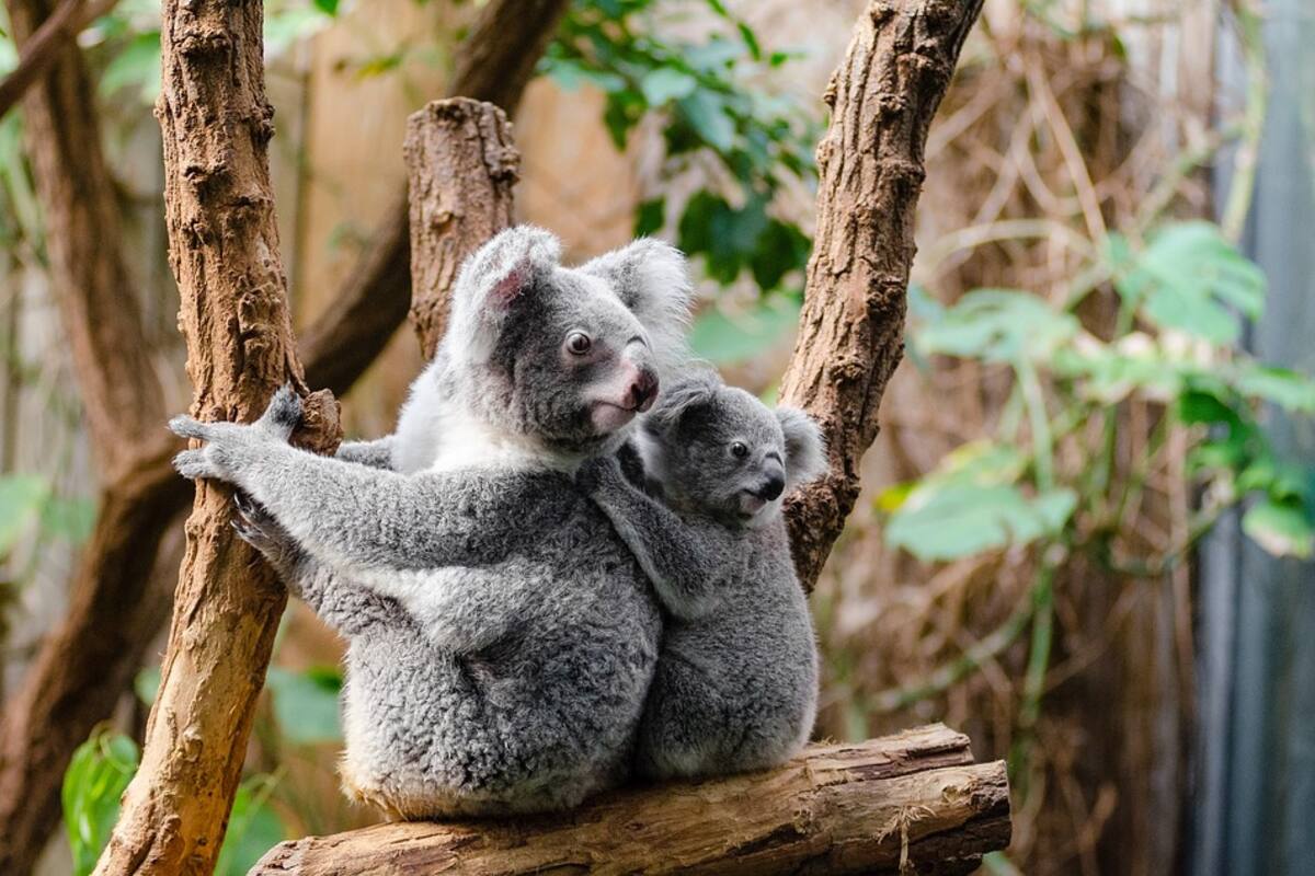 Los koalas estarían “funcionalmente extintos”