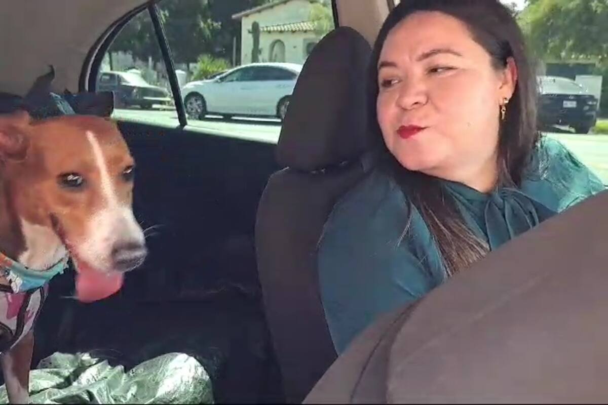 Prestan servicio de taxi a mascotas en Ciudad Obregón