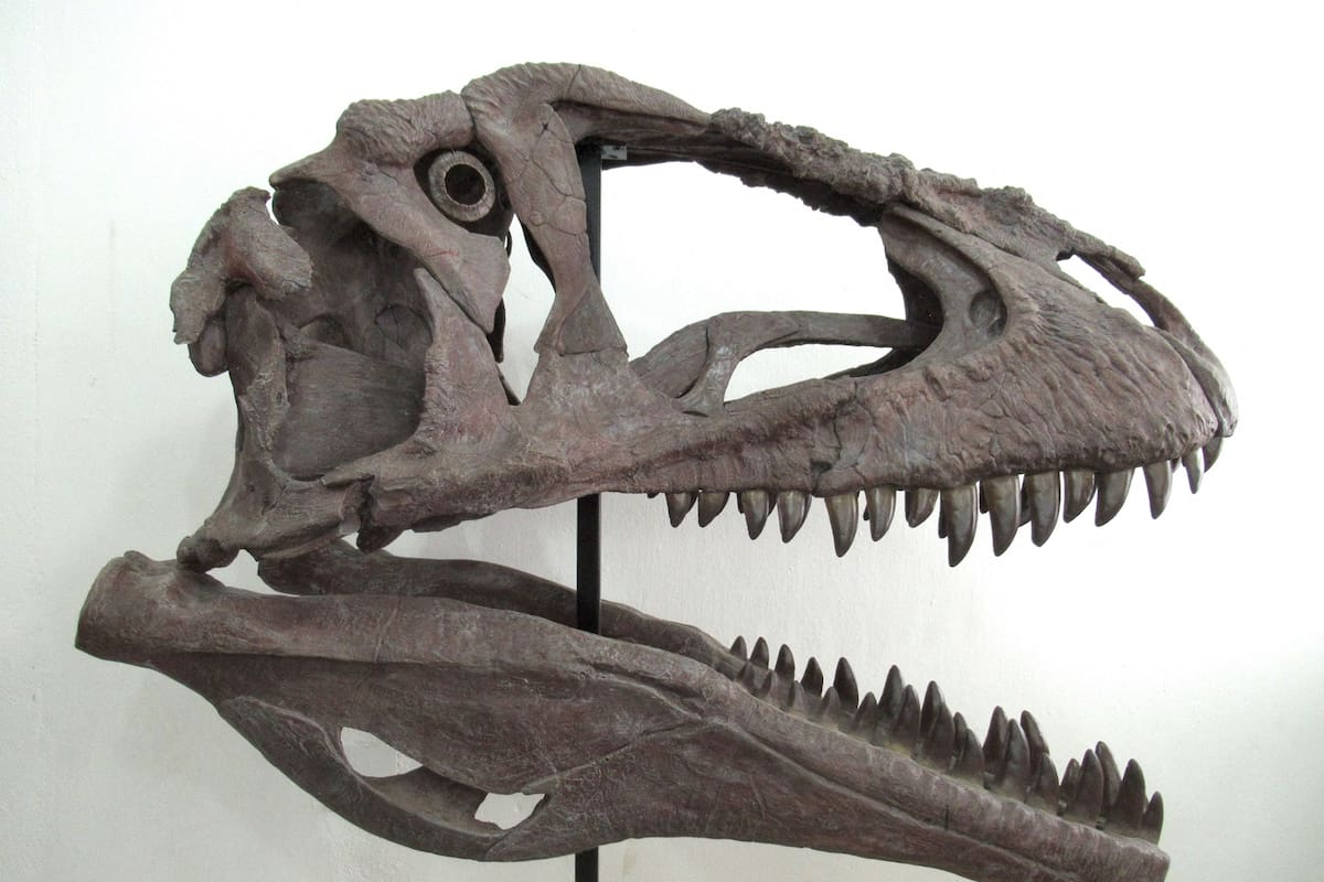 La 'Gárgola' argentina muestra evolución de los dinosaurios
