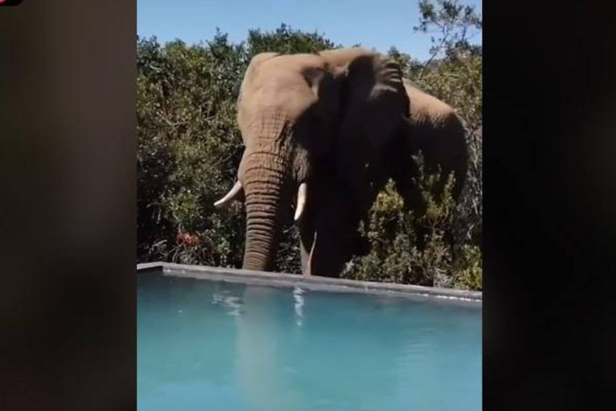 VIRAL: Hombre descansaba en una "alberca" cuando llegó un elefante y se tomó el agua
