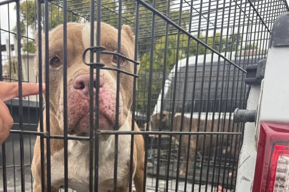 Rescatan a 8 perritos víctimas de maltrato animal