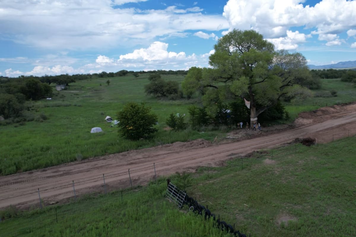 Activistas mantienen campamento en Lochiel en defensa del último álamo