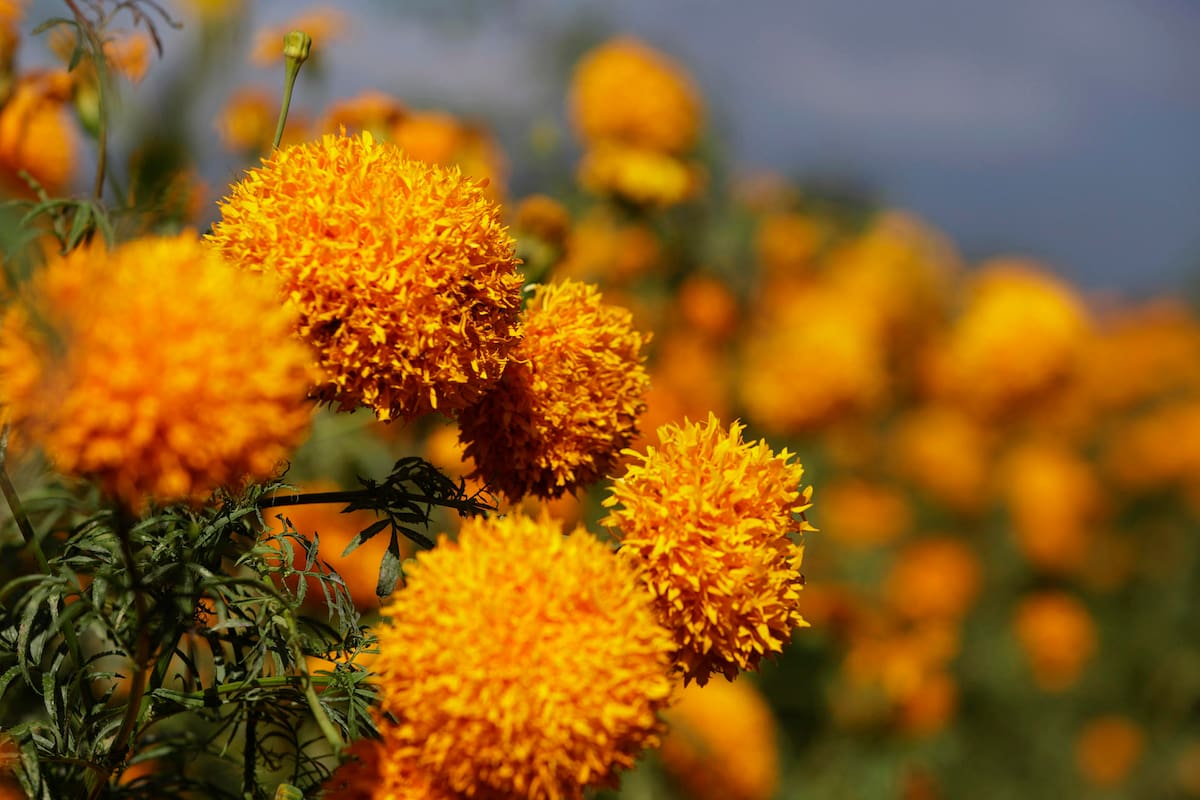 Ciudad de México celebra una producción récord de flor de cempasúchil para el Día de Muertos