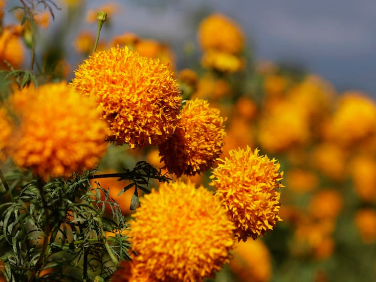 Ciudad de México celebra una producción récord de flor de cempasúchil para el Día de Muertos