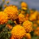 Ciudad de México celebra una producción récord de flor de cempasúchil para el Día de Muertos