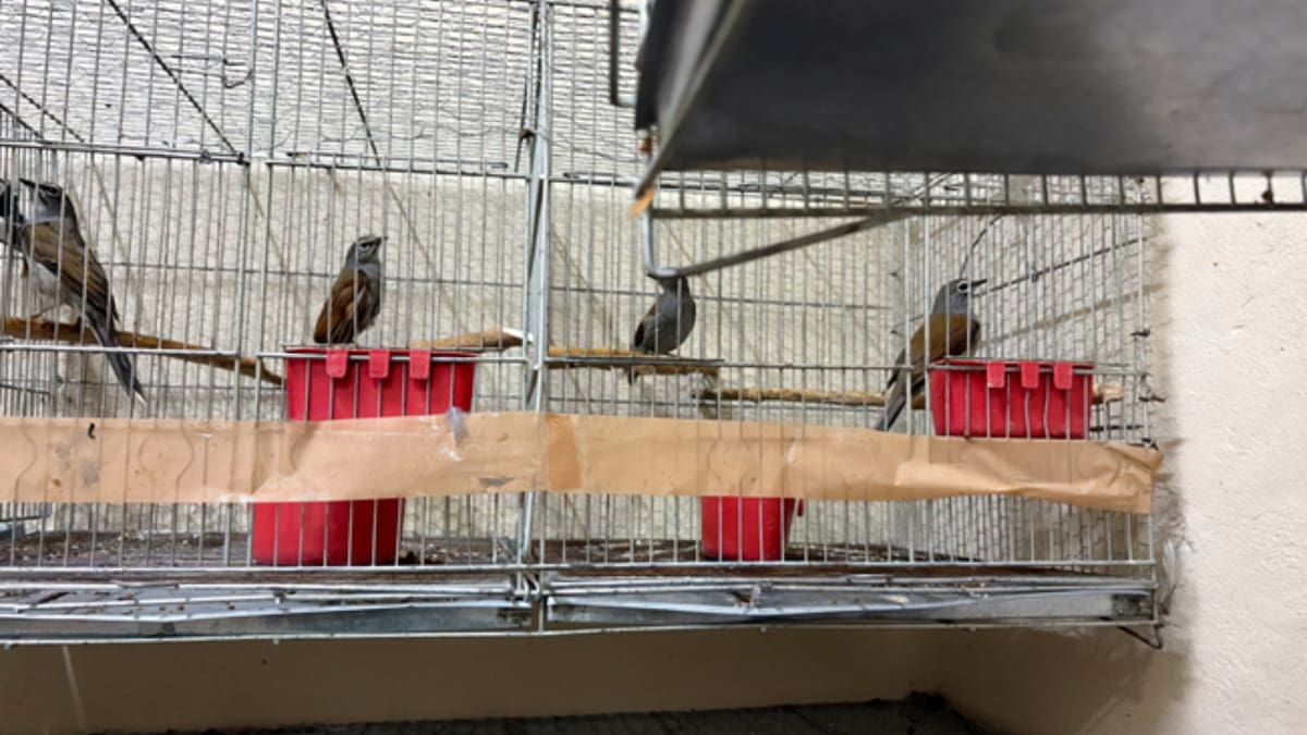 Profepa participa como parte ofendida y dará seguimiento jurídico al caso ambiental.