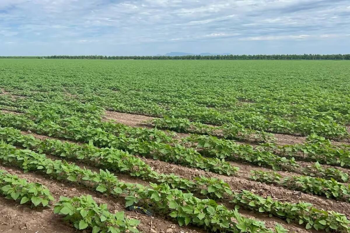 Productores del Valle del Mayo podrían considerar cultivos de baja demanda de agua