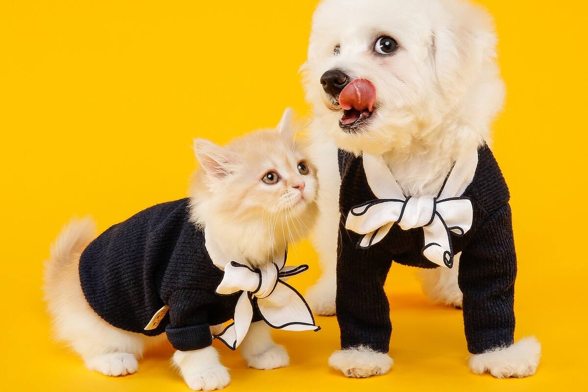 ¿Pueden viajar mascotas en taxis de plataformas digitales?