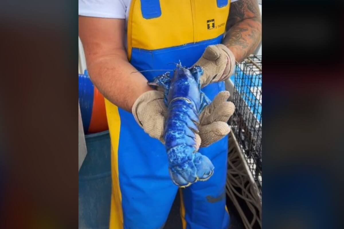 Una en dos millones: Capturan rara langosta azul