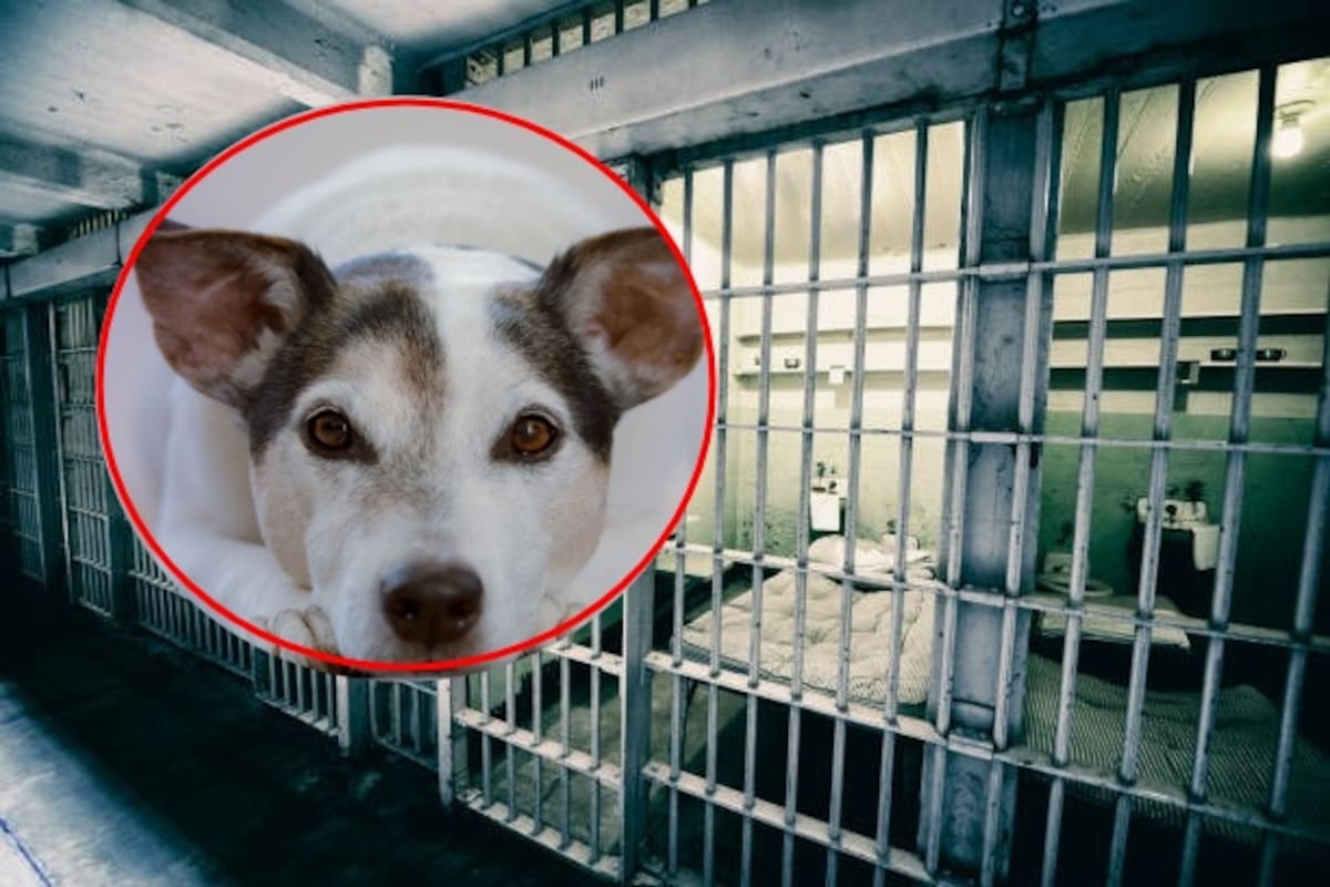 Buscan castigar con cárcel el secuestro de mascotas en BC