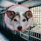 Sentencian a tres hombres por crueldad animal tras transportar perros y cachorros sin agua, alimento ni espacio adecuado