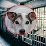 Sentencian a tres hombres por crueldad animal tras transportar perros y cachorros sin agua, alimento ni espacio adecuado